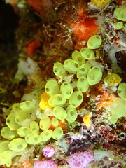 Perophora modificata