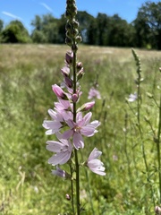 Sidalcea campestris
