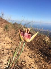 Calochortus fimbriatus