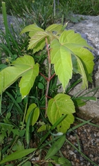Acer negundo