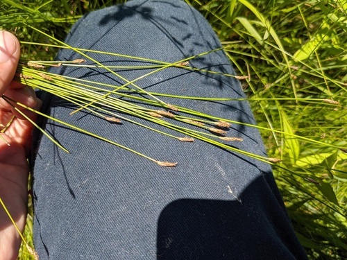 Eleocharis erythropoda iNat (3)