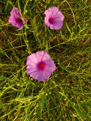 Ipomoea leptophylla