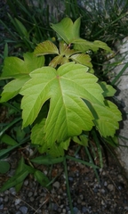 Acer negundo