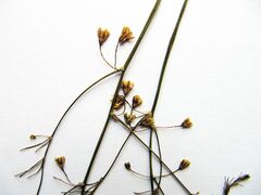 Asparagus oligoclonos