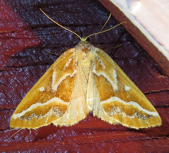 Caripeta angustiorata