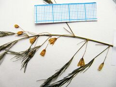 Asparagus oligoclonos