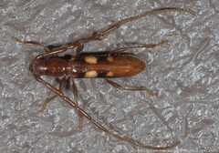 Heterachthes quadrimaculatus