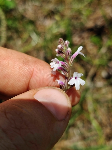 Image of Verbena carnea by (c) Scott Allen Davis, some rights reserved (CC BY)