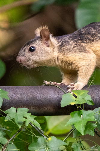 Variegated Squirrel