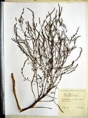 Asparagus oligoclonos