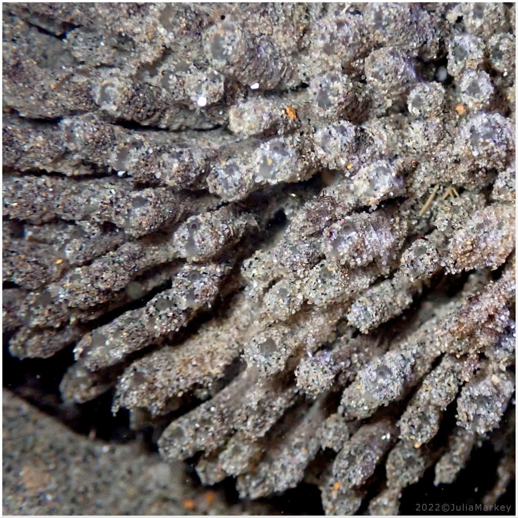 Tunic-Band Compound Tunicate