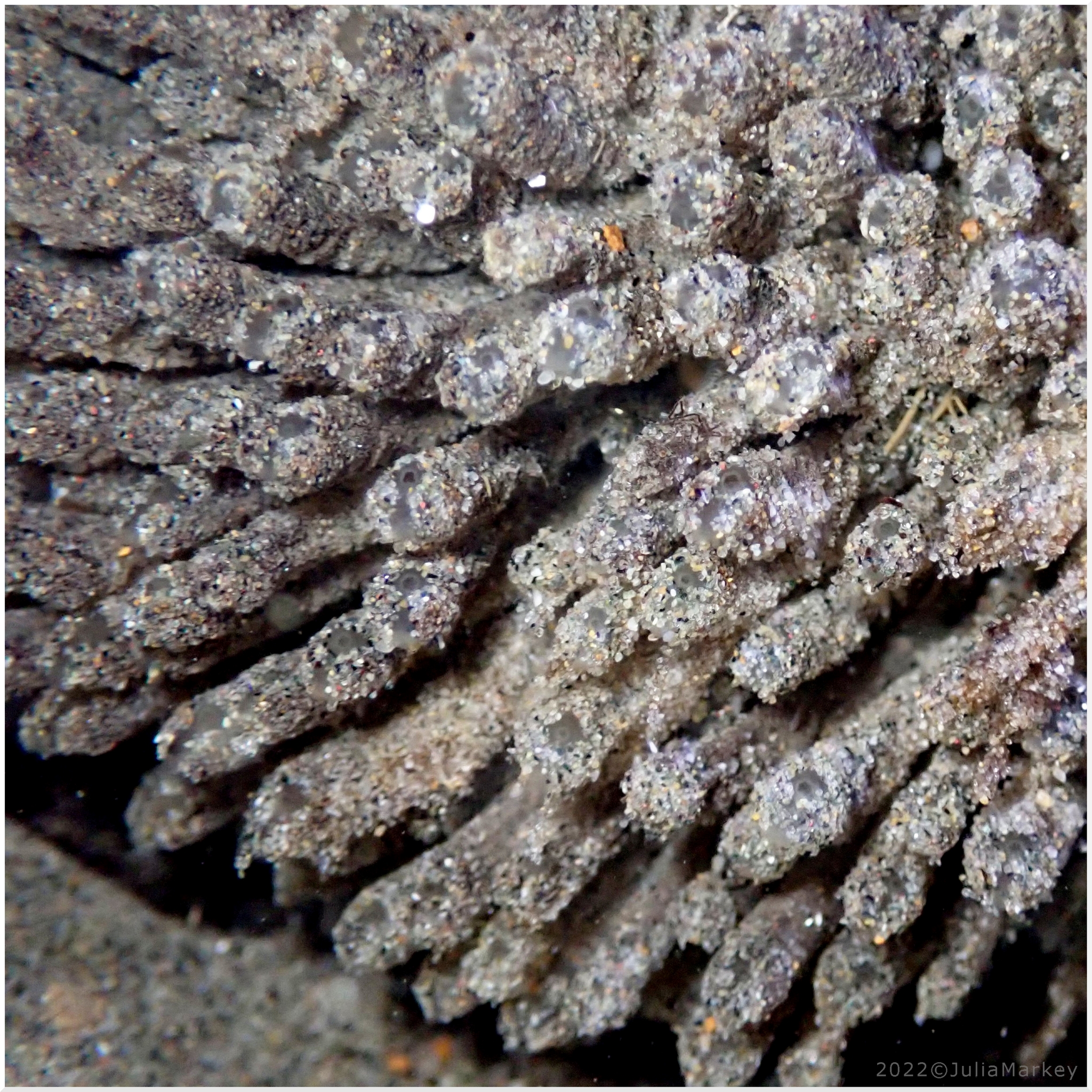Euherdmania claviformis (Ritter, 1903)