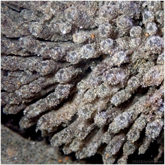 Tunic-Band Compound Tunicate photo 1
