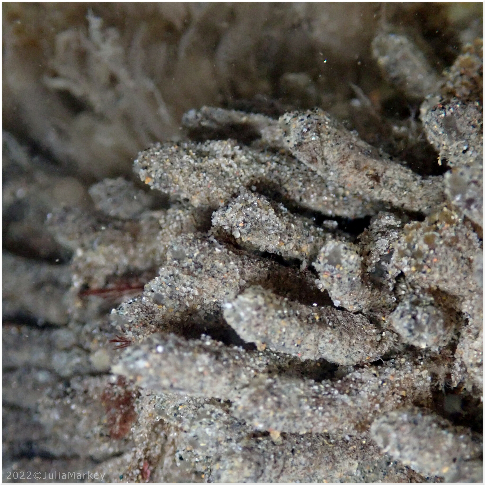 Euherdmania claviformis (Ritter, 1903)