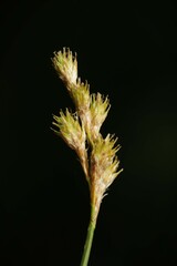 Carex bicknellii