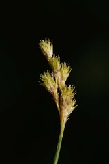 Carex bicknellii