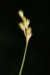 Carex bicknellii