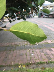 Ficus americana
