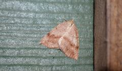 Thallophaga hyperborea