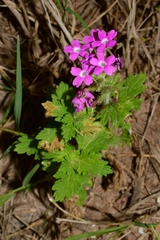 Glandularia polyantha