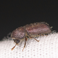 Prostephanus punctatus