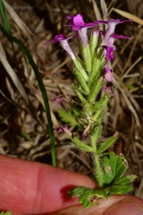 Glandularia polyantha
