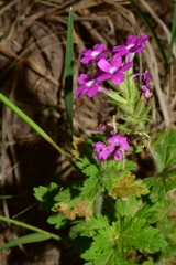 Glandularia polyantha