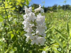Penstemon tubaeflorus