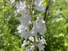 Penstemon tubaeflorus