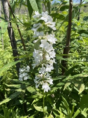 Penstemon tubaeflorus
