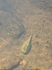 Triops australiensis