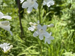 Penstemon tubaeflorus