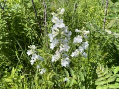 Penstemon tubaeflorus