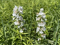 Penstemon tubaeflorus