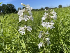 Penstemon tubaeflorus