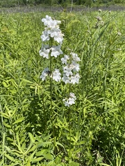Penstemon tubaeflorus