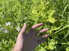 Penstemon tubaeflorus