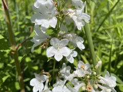 Penstemon tubaeflorus