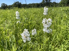 Penstemon tubaeflorus
