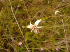 Rhynchospora blepharophora