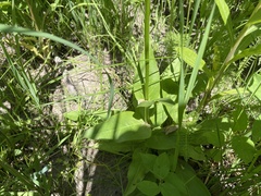 Penstemon tubaeflorus