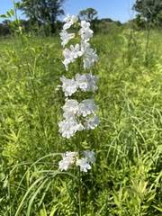 Penstemon tubaeflorus