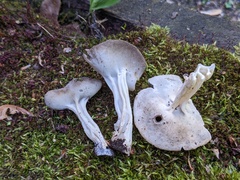 Helvella solitaria