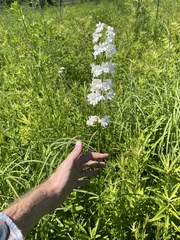 Penstemon tubaeflorus