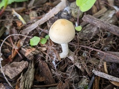 Leratiomyces riparius