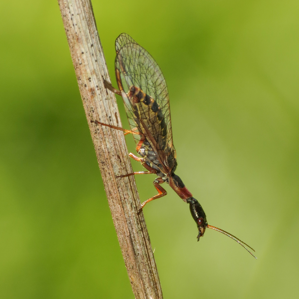 Common Snakeflies