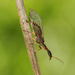 Common Snakeflies - Photo (c) Harsi Parker, some rights reserved (CC BY-NC), uploaded by Harsi Parker