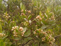 Baccharis macrantha