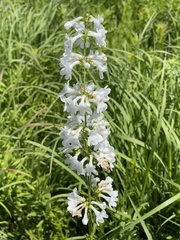 Penstemon tubaeflorus