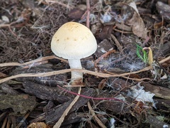 Leratiomyces riparius